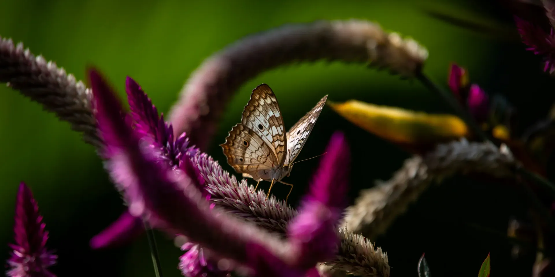 Over Monika Van Neste